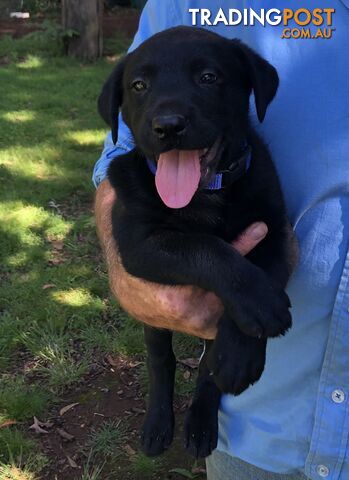 Adorable lab x kelpie