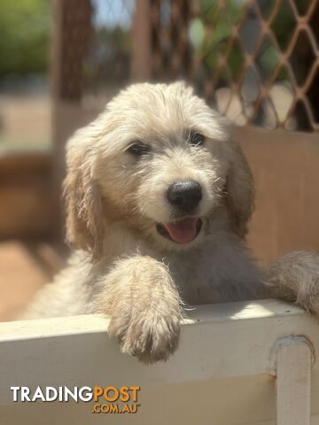 Labragroodle Puppies