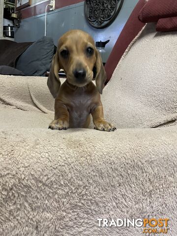 Dachshund Puppies,pure bred ,minature.Smooth coat .