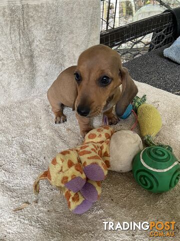 Dachshund Puppies,pure bred ,minature.Smooth coat .