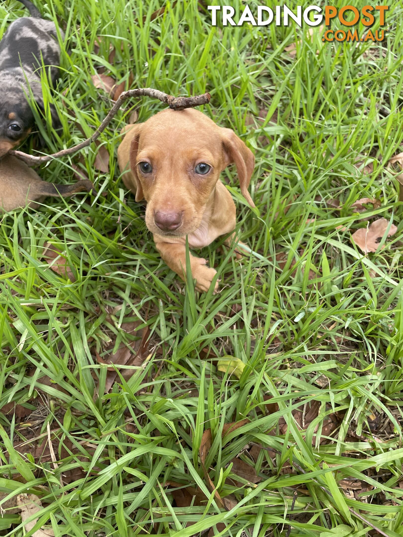 Dachshund Puppies,pure bred ,minature.Smooth coat .