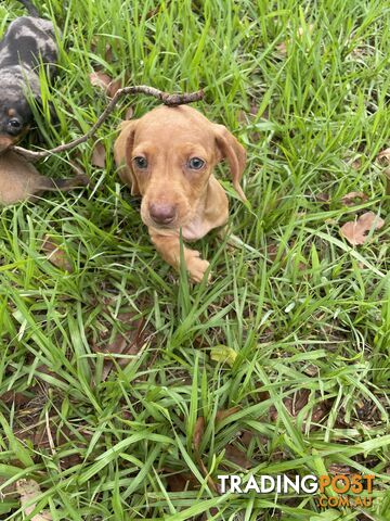 Dachshund Puppies,pure bred ,minature.Smooth coat .