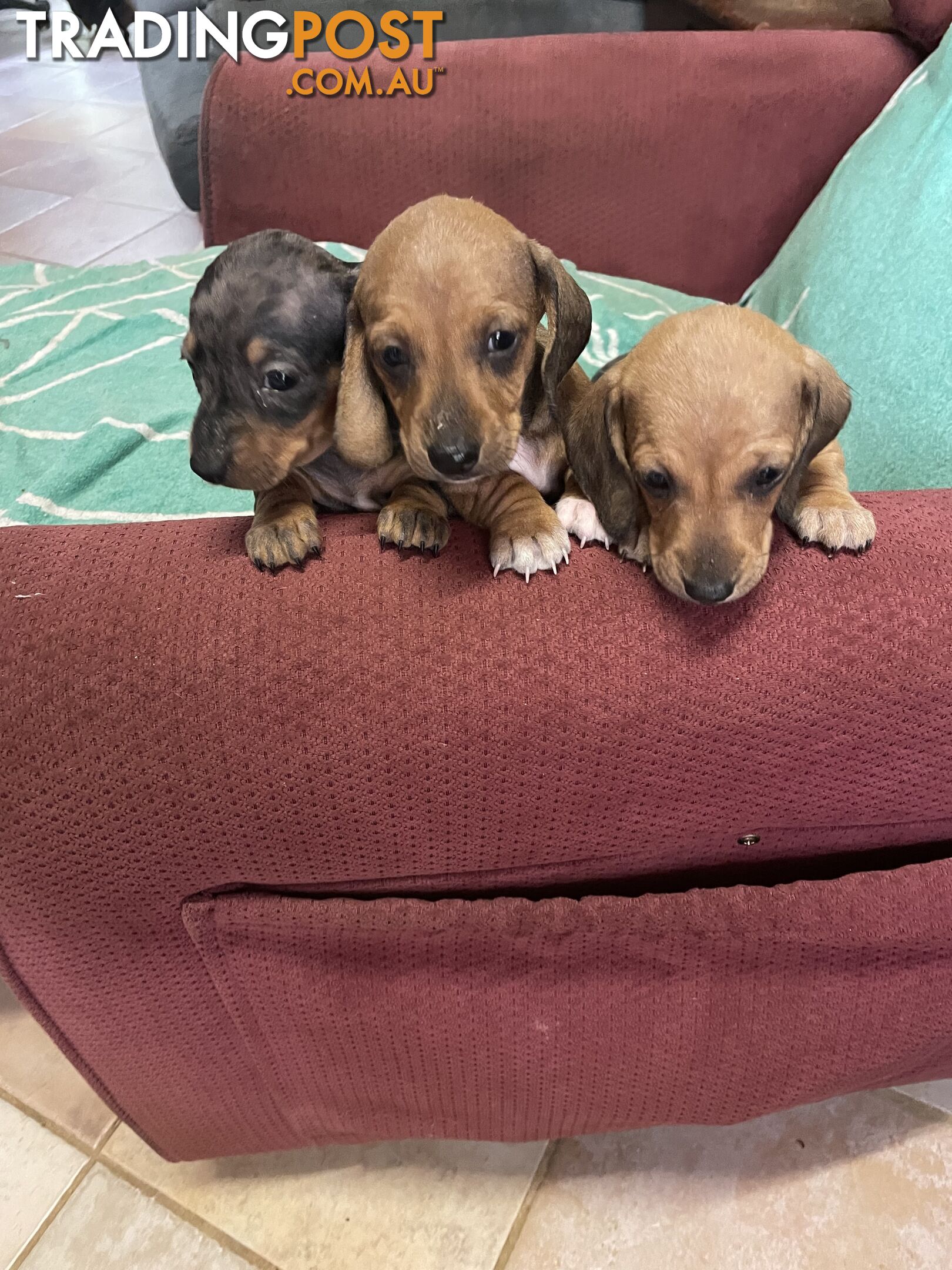 Dachshund Puppies,pure bred ,minature.Smooth coat .