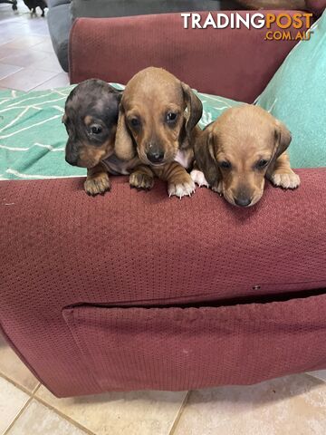 Dachshund Puppies,pure bred ,minature.Smooth coat .