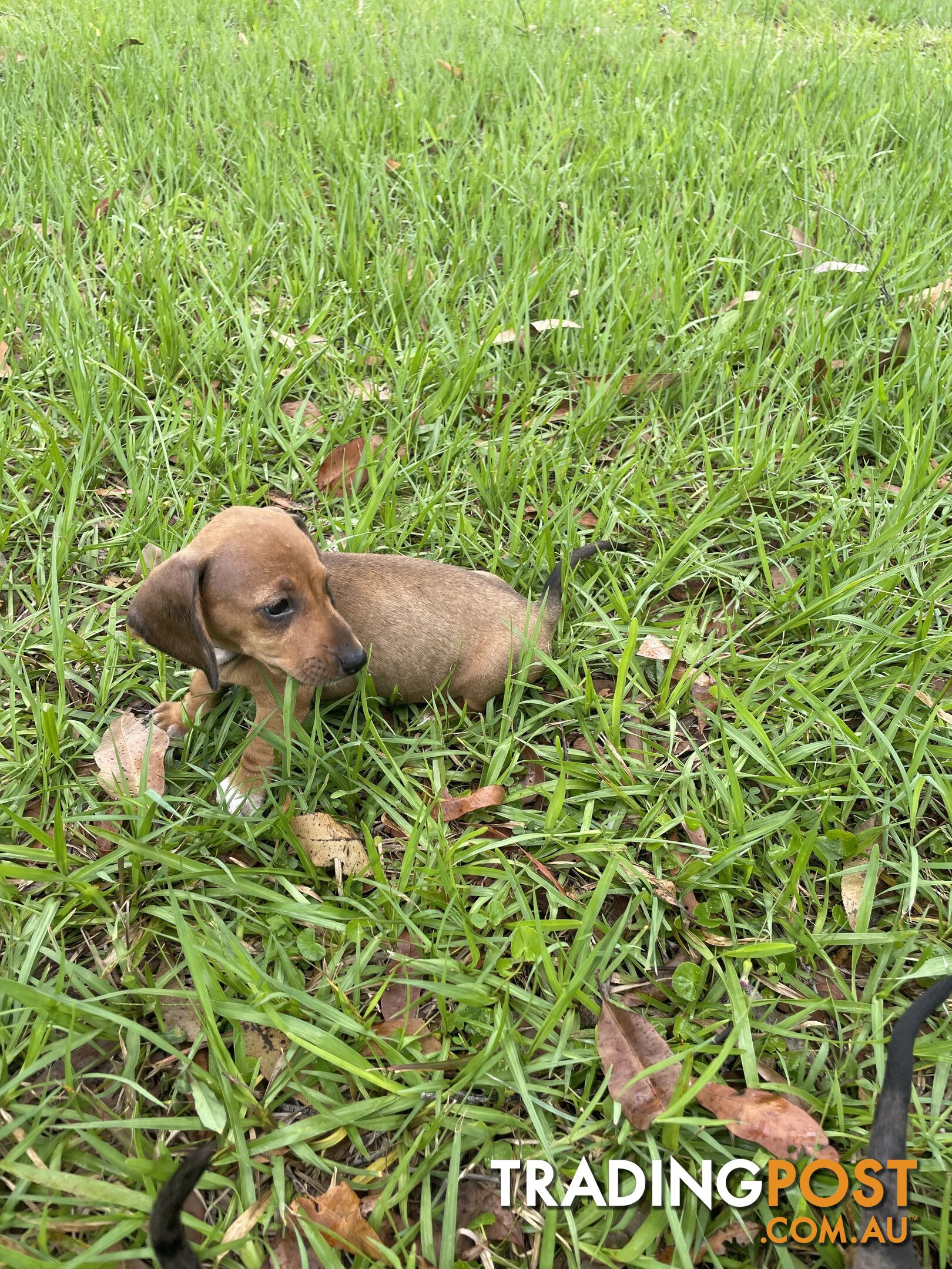 Dachshund Puppies,pure bred ,minature.Smooth coat .