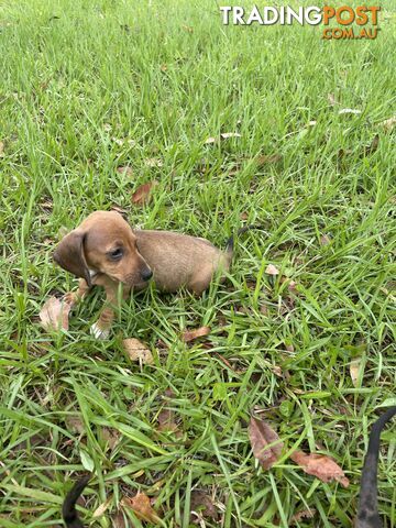 Dachshund Puppies,pure bred ,minature.Smooth coat .