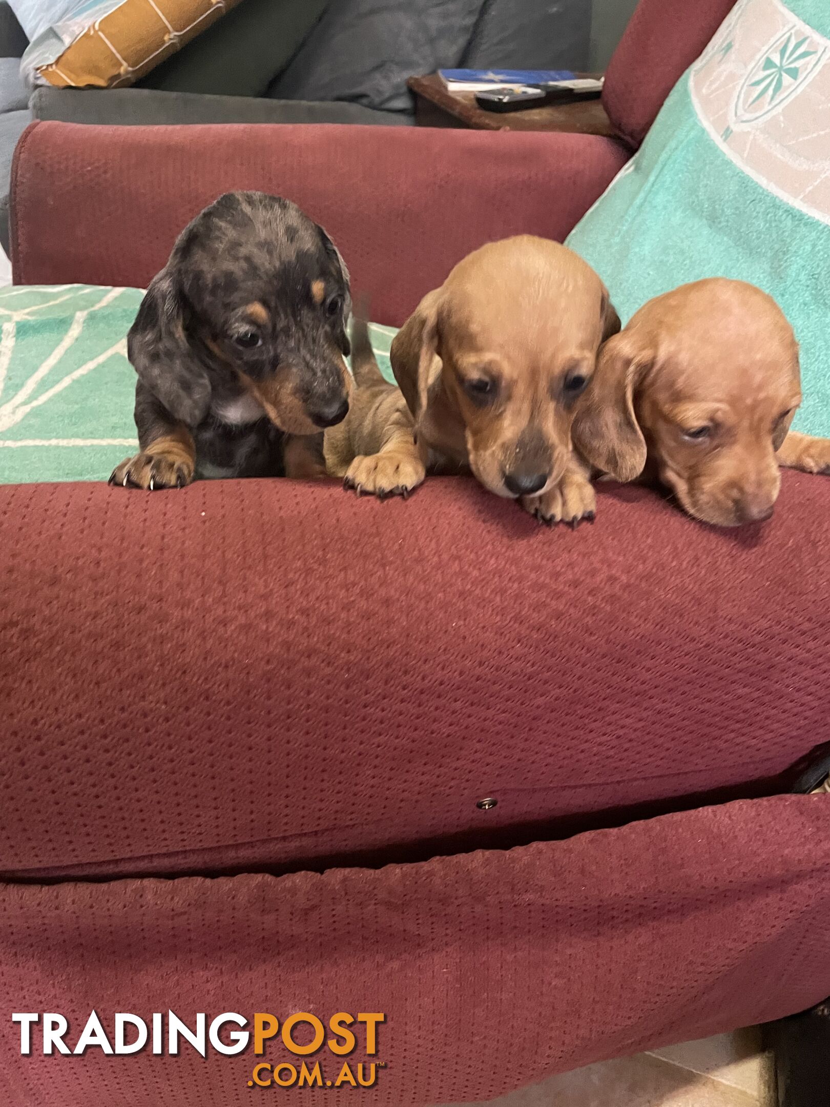 Dachshund Puppies,pure bred ,minature.Smooth coat .