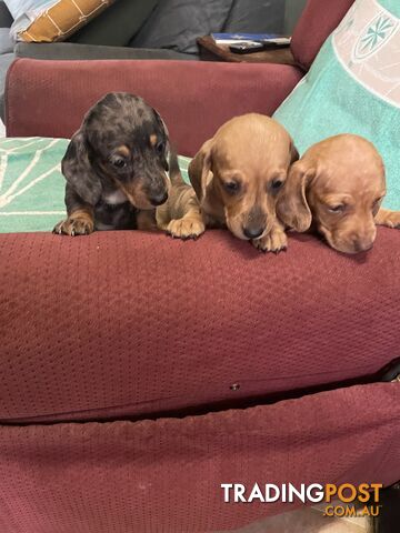 Dachshund Puppies,pure bred ,minature.Smooth coat .