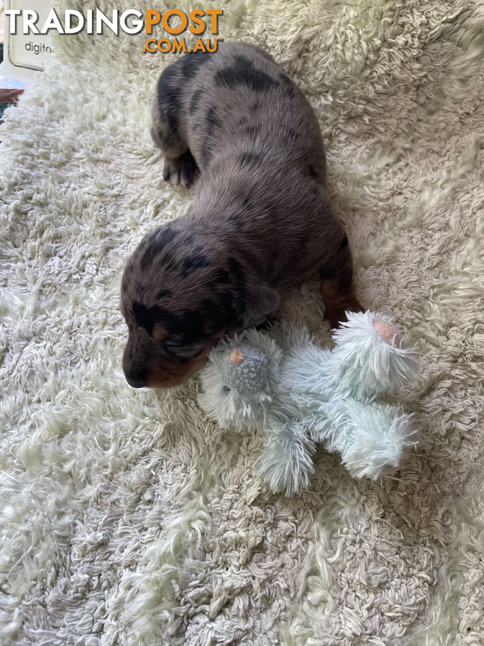 Dachshund Puppies,pure bred ,minature.Smooth coat .