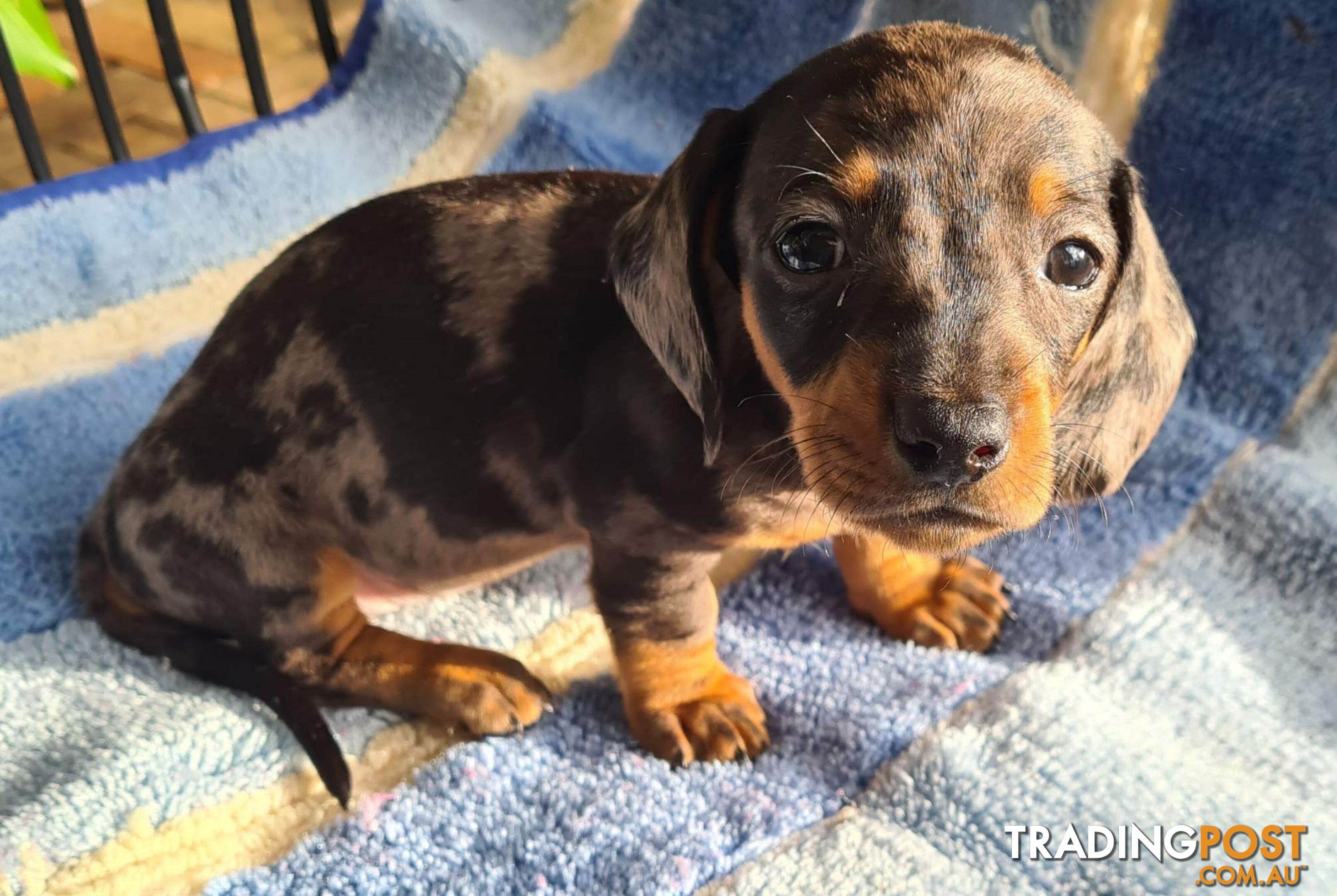 Dachshund Puppies,pure bred ,minature.Smooth coat .