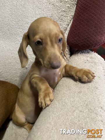 Dachshund Puppies,pure bred ,minature.Smooth coat .