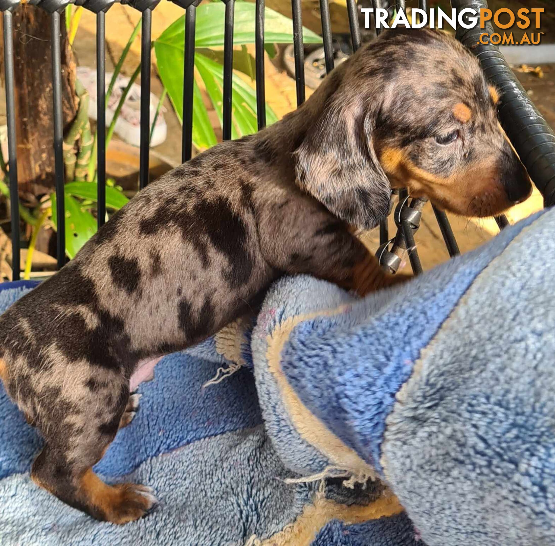 Dachshund Puppies,pure bred ,minature.Smooth coat .