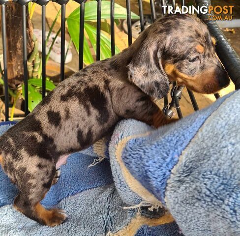 Dachshund Puppies,pure bred ,minature.Smooth coat .