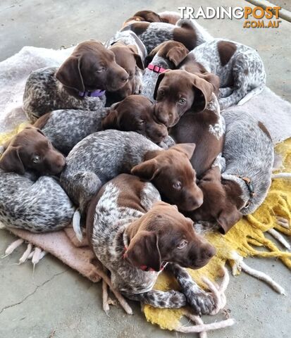 Purebred German Shorthaired Pointer puppies