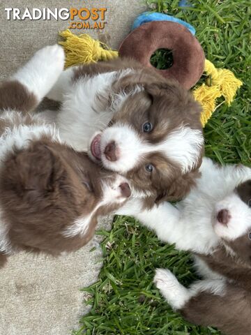 Border Collie puppies