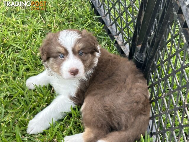 Border Collie puppies