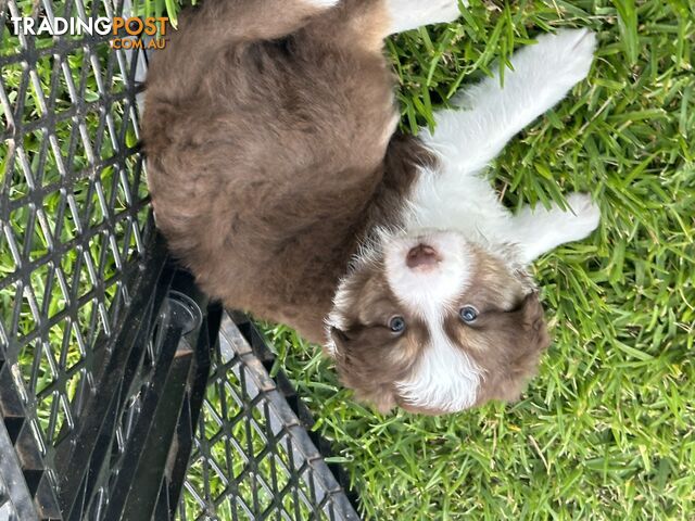 Border Collie puppies