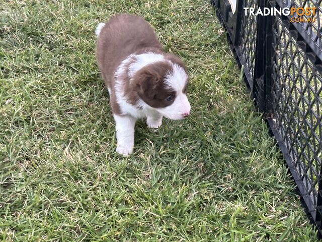 Border Collie puppies