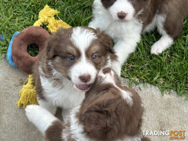 Border Collie puppies