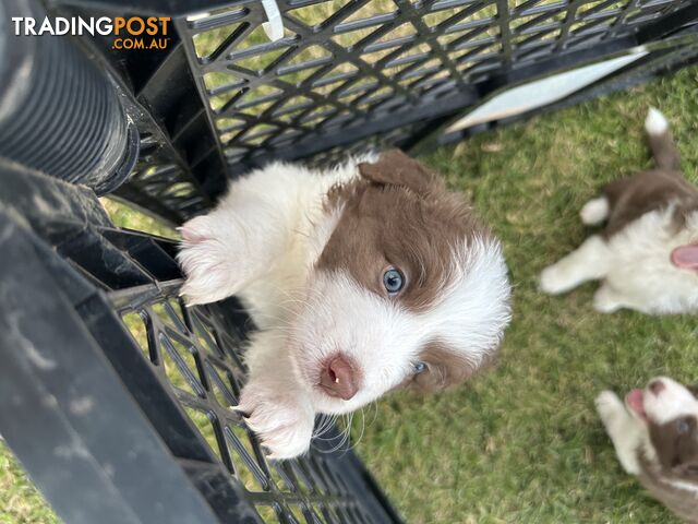 Border Collie puppies