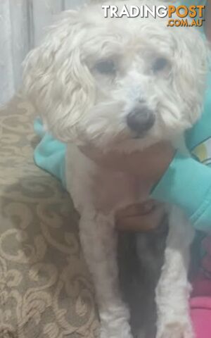 Beautiful 1st Generation Medium Caboodle – 2 Years 5 Months – Desexed - photo 2 of 5