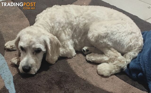Beautiful 1st Generation Medium Caboodle – 2 Years 5 Months – Desexed - photo 4 of 5