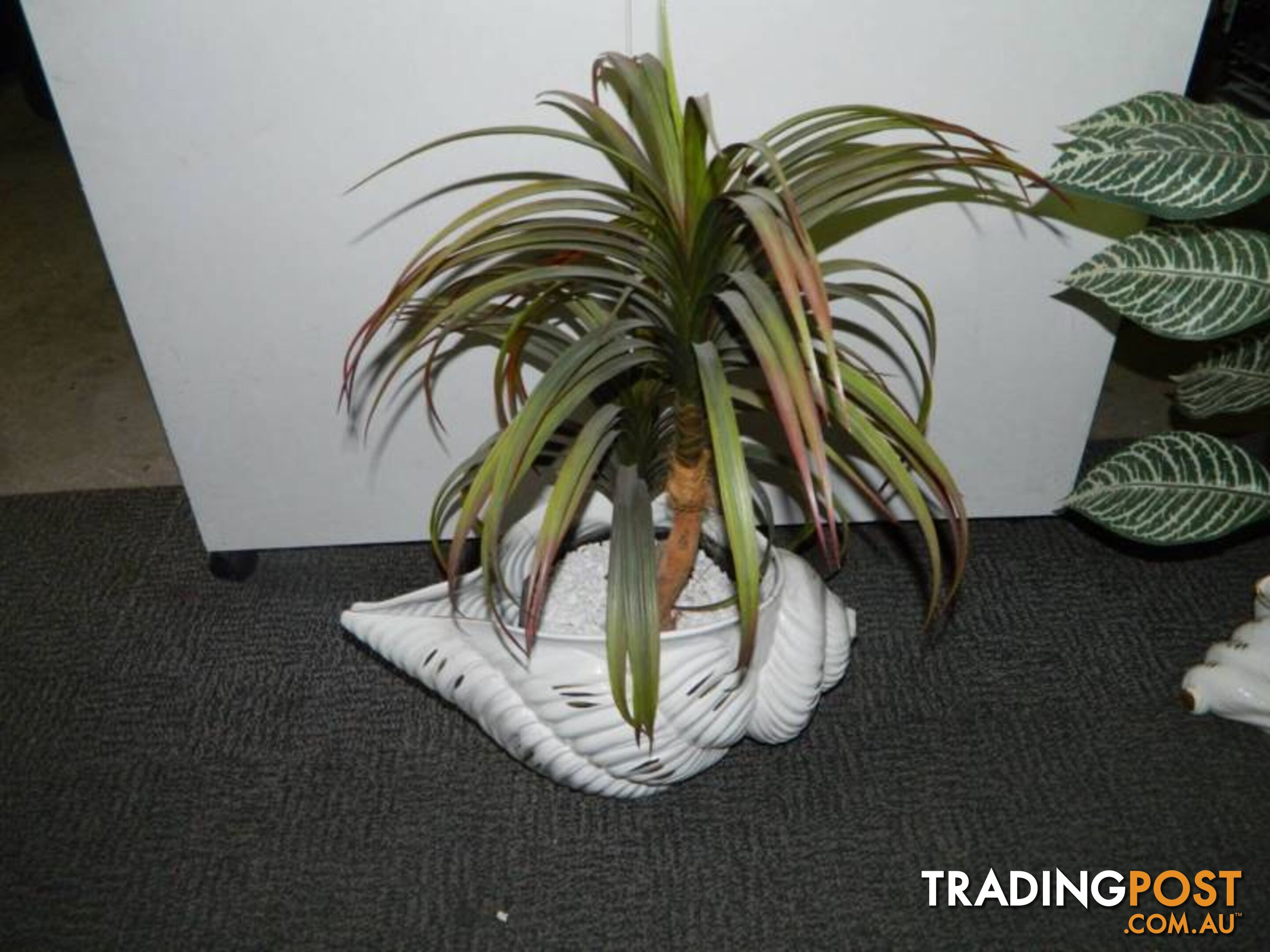 Fake Plants in lovely ceramic sea shell vases !!!