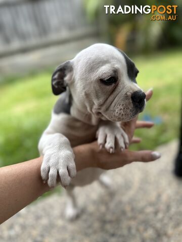 American Pocket Bully