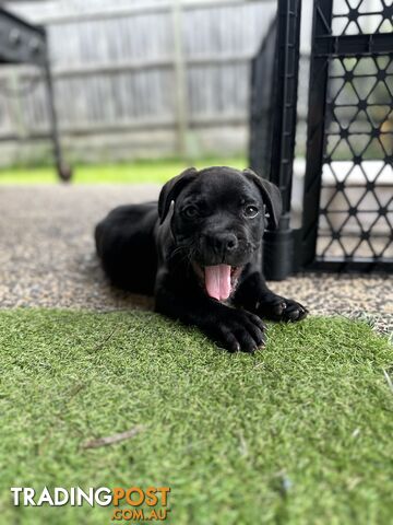 American Pocket Bully