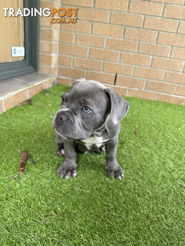 American Pocket Bully