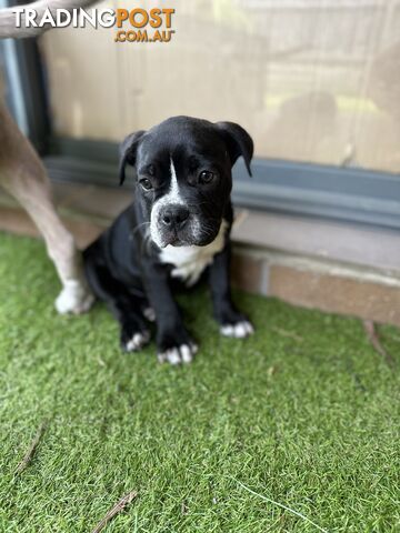 American Pocket Bully