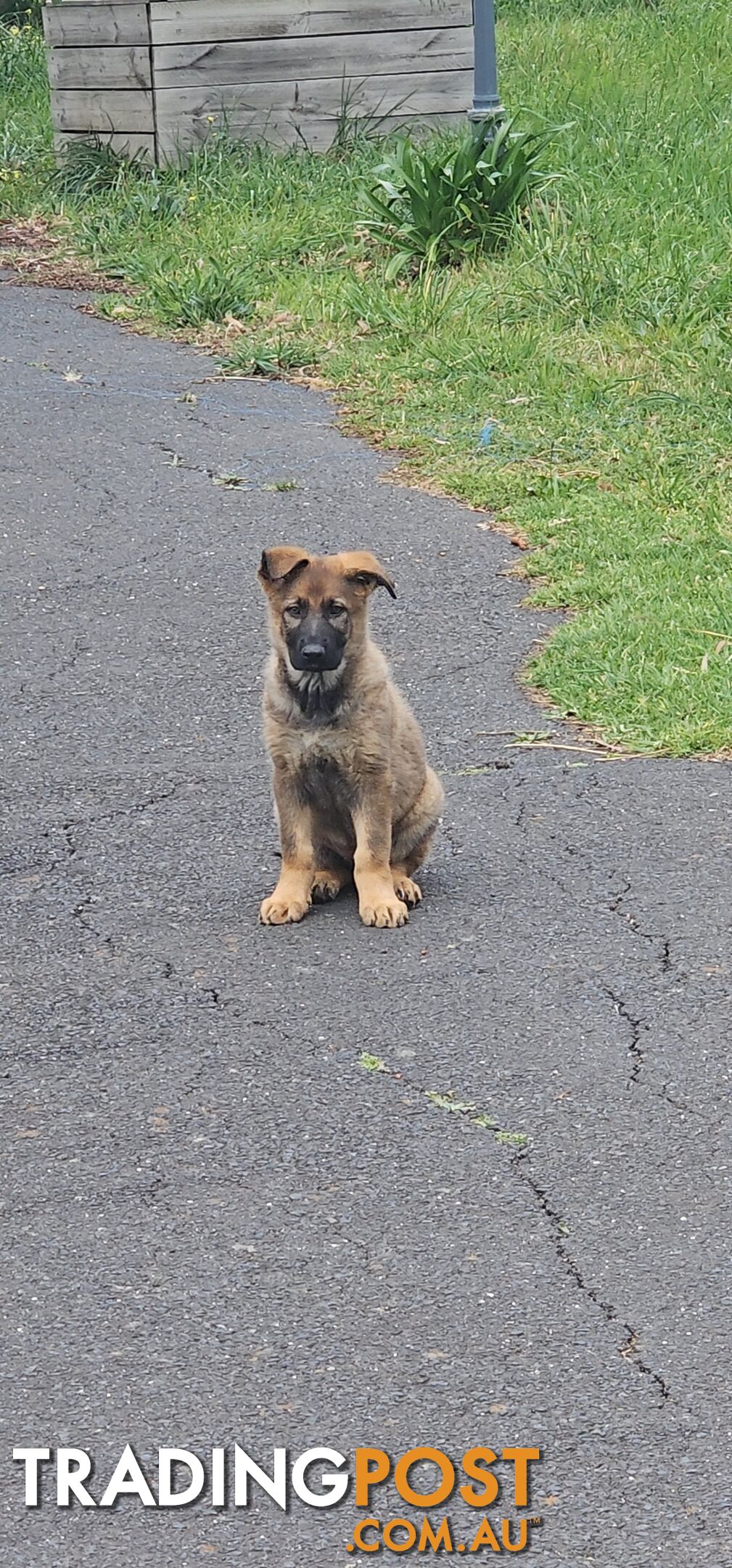 German shepherds West German straight back