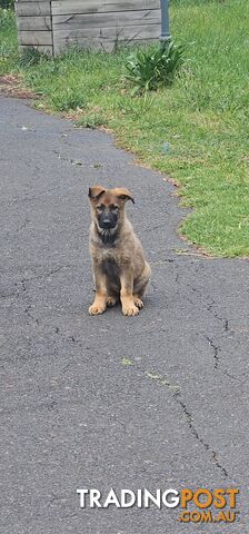 German shepherds West German straight back