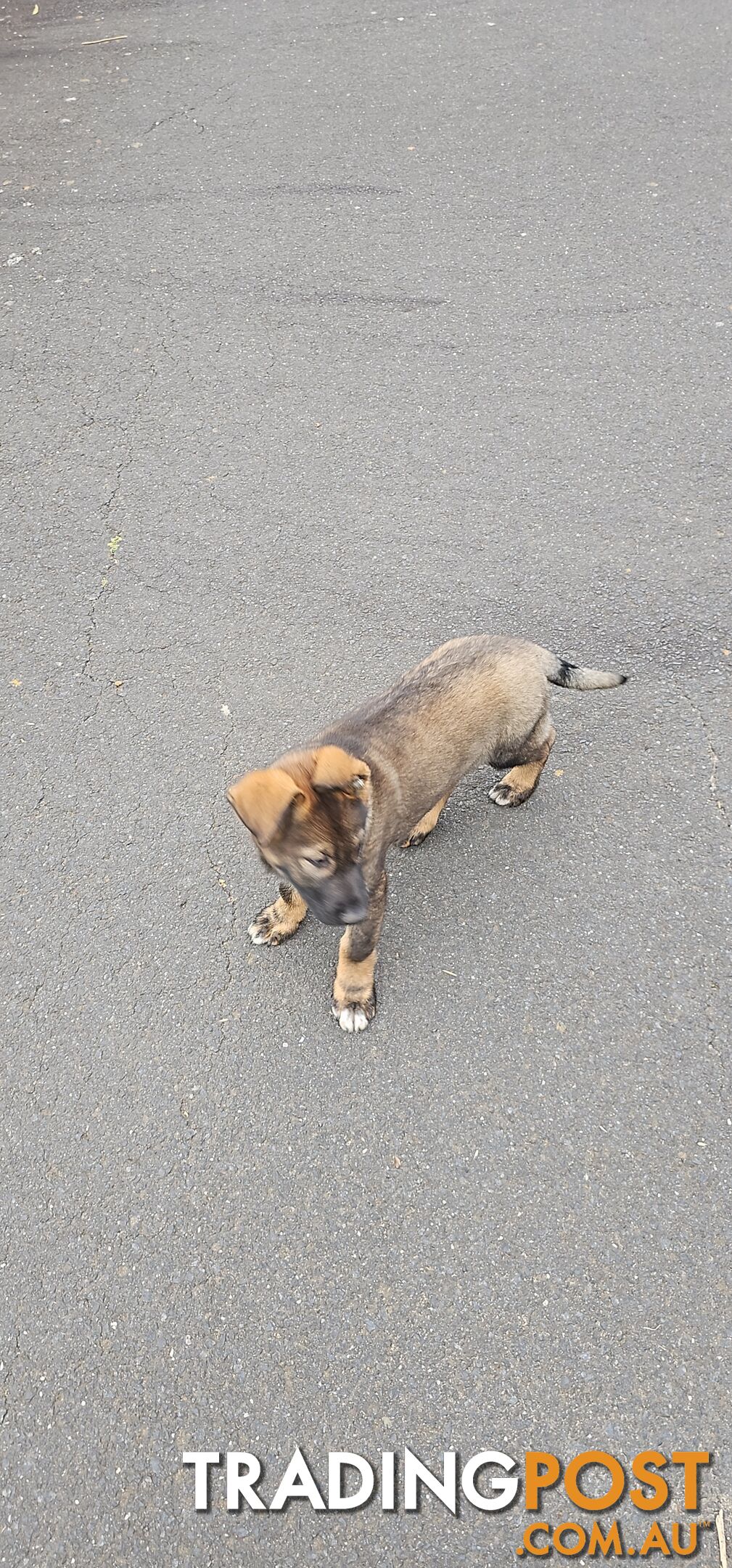 German shepherds West German straight back