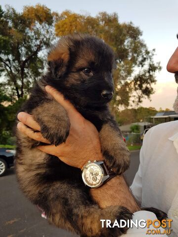 German shepherds West German straight back