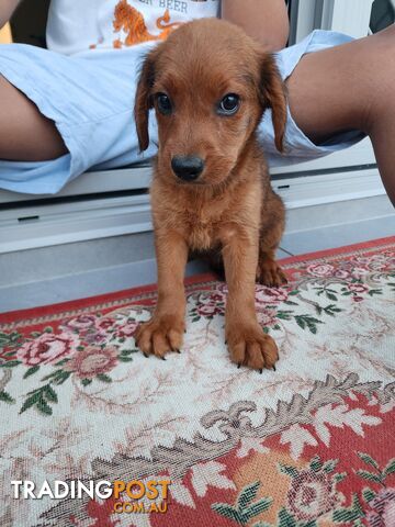 Staffordshire  English bred x cavoodle