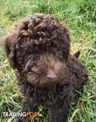 An Adorable Chocolate Moodle boy ready for his new family