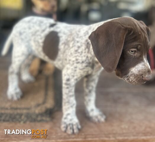 !! GERMAN SHORTHAIRED POINTER PUPS !!