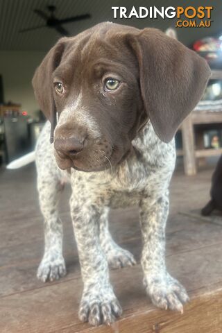 !! GERMAN SHORTHAIRED POINTER PUPS !!