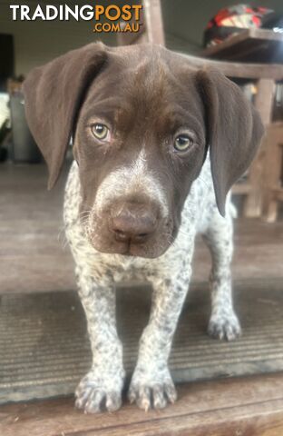 !! GERMAN SHORTHAIRED POINTER PUPS !!