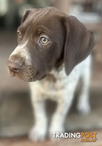 !! GERMAN SHORTHAIRED POINTER PUPS !!