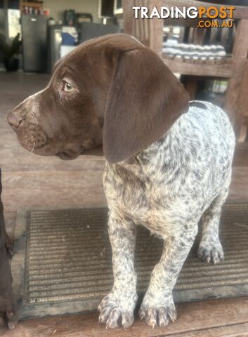 !! GERMAN SHORTHAIRED POINTER PUPS !!