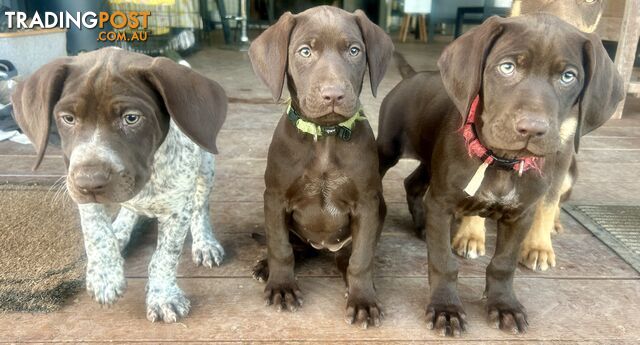 !! GERMAN SHORTHAIRED POINTER PUPS !!