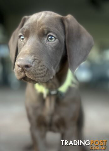 !! GERMAN SHORTHAIRED POINTER PUPS !!