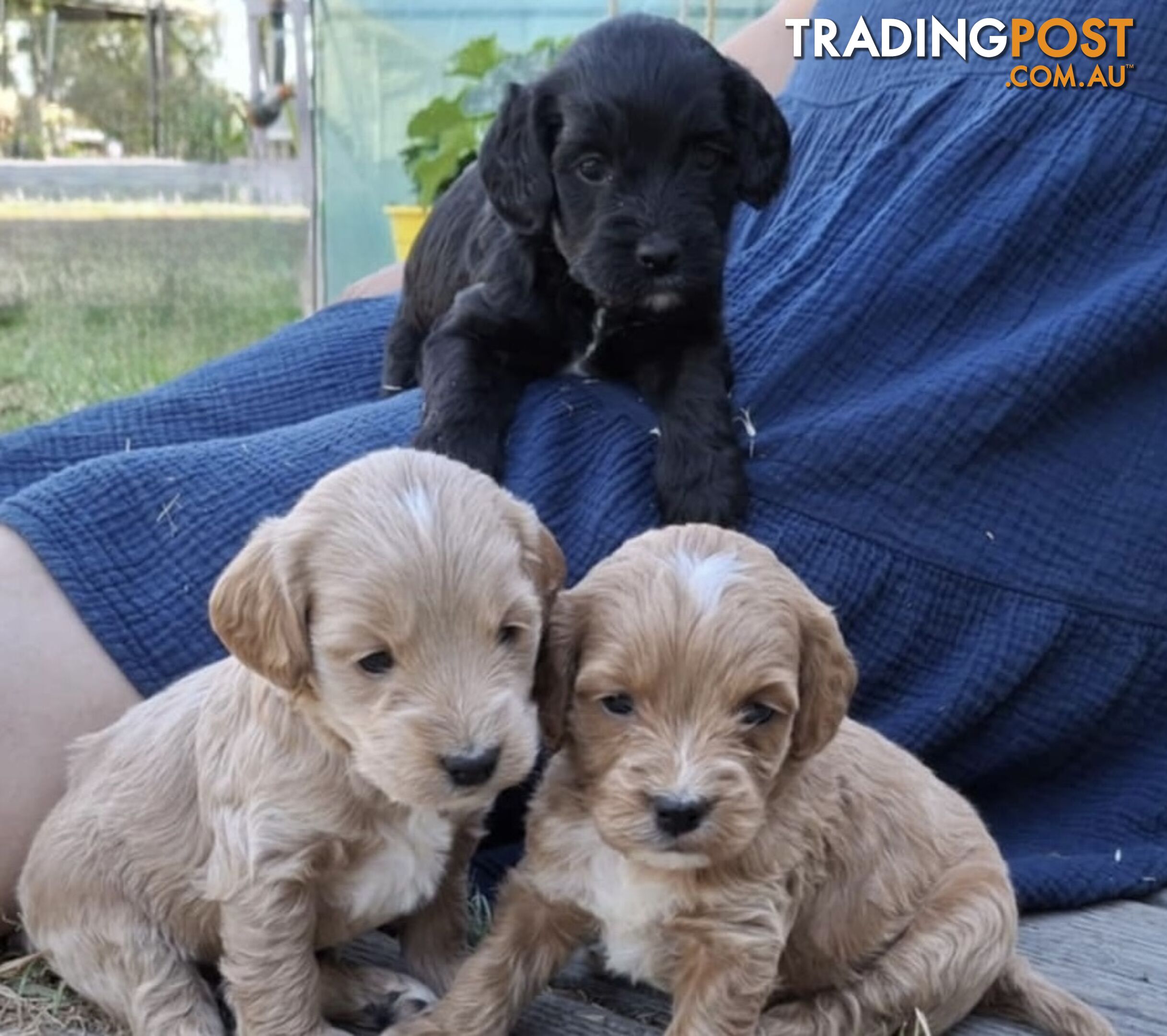 Spoodle Puppies