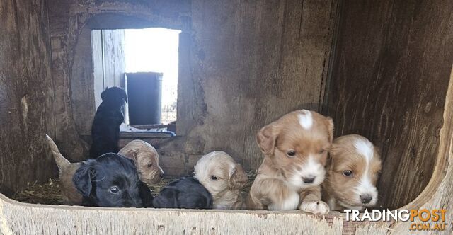 Spoodle Puppies