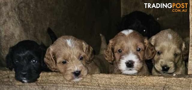 Spoodle Puppies