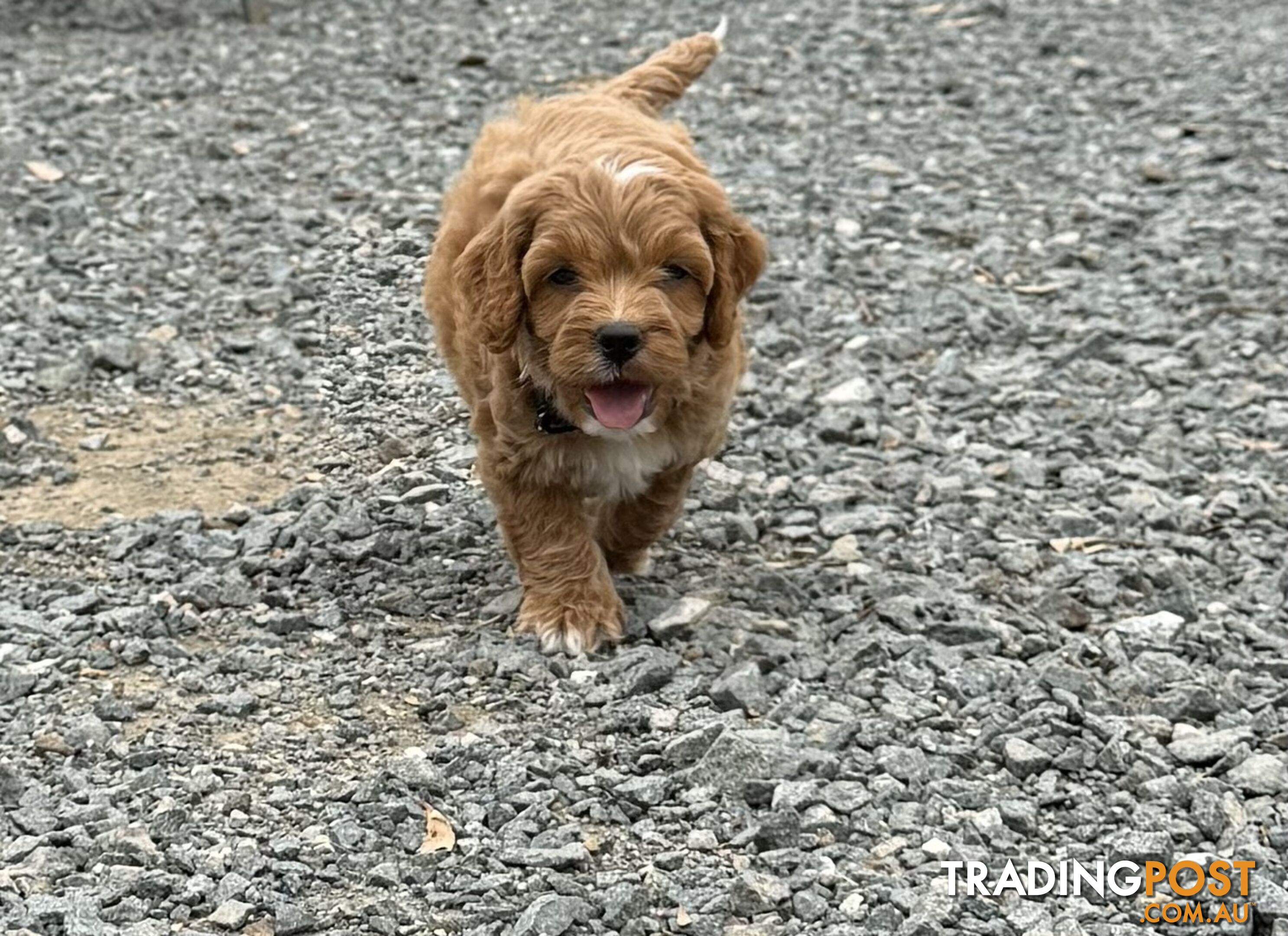 Spoodle Puppies