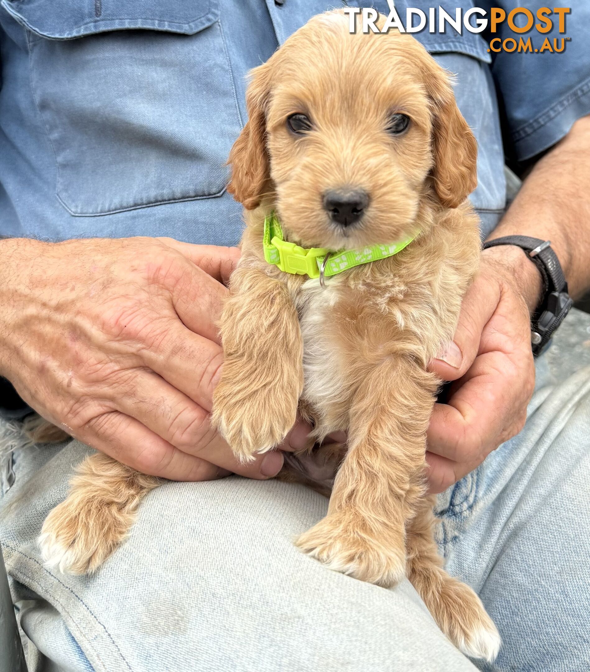 Spoodle Puppies