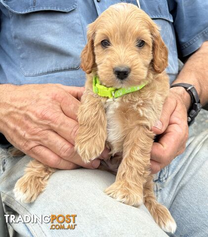 Spoodle Puppies